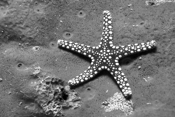 Estrella de mar en blanco y negro