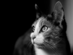 Imagen en blanco y negro de un gato