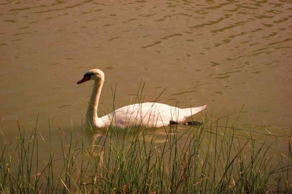 Cisne sobre el agua