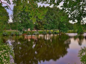 Árboles reflejados en el río