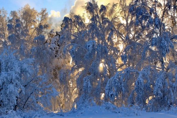 Sol del invierno tras los árboles blancos