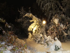 Postal: Luz en un parque nevado