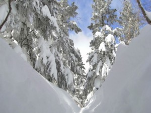 Pinar cubierto de nieve