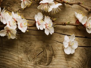 Postal: Ramas con flores blancas sobre una mesa de madera