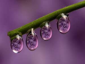 Flores reflejadas en unas gotas de agua