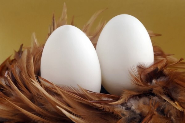 Dos huevos sobre plumas de pato