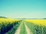 Camino entre las flores amarillas de un campo