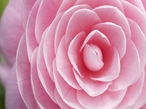 Pétalos perfectos de una flor rosa