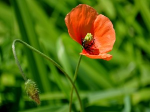 Postal: Amapola florecida