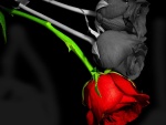 Dos rosas en blanco y negro y una de color rojo