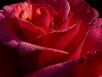 Gotas de rocío en una magnífica rosa
