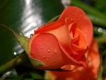 Una bonita rosa de color naranja