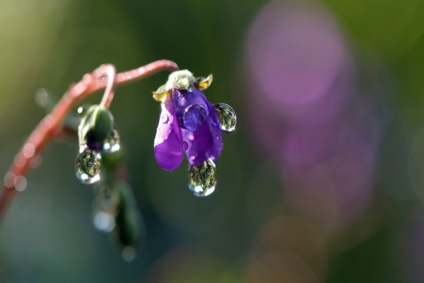 Gotas de agua sobre una pequeña flor morada