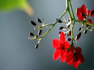 Flores rojas en la planta