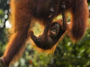 Un orangután bebé colgado de su su madre