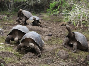 Tortugas gigantes de las Islas Galápagos
