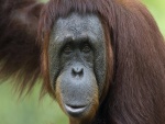 La mirada de un orangután