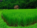 Cabaña en un arrozal