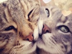 Beso entre dos gatos