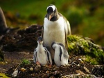 Pingüino madre con sus dos crías