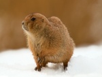 Marmota sobre una pradera nevada