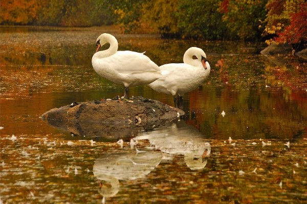 Dos cisnes blancos reposando en un lago otoñal