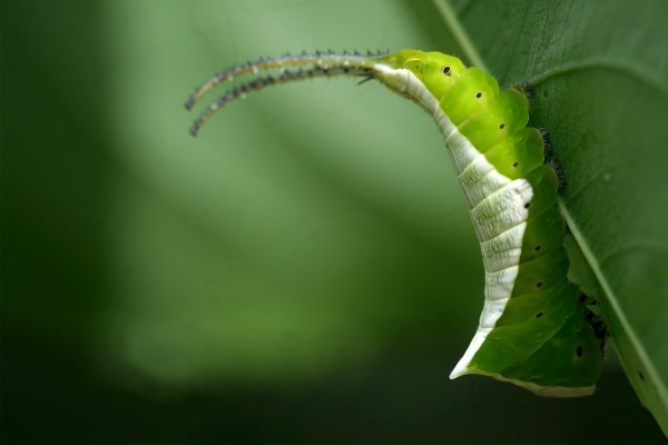 Una oruga desplazándose sobre una hoja verde
