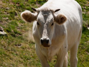 Una vaca blanca con pequeños cuernos