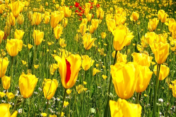 Tulipanes amarillos entre flores silvestres