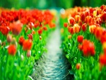 Campo de tulipanes iluminado por el sol