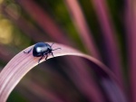 Escarabajo negro caminando por una hoja