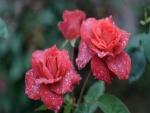 Gotas de lluvia sobre unas rosas