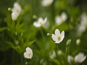 Flores blancas en el campo