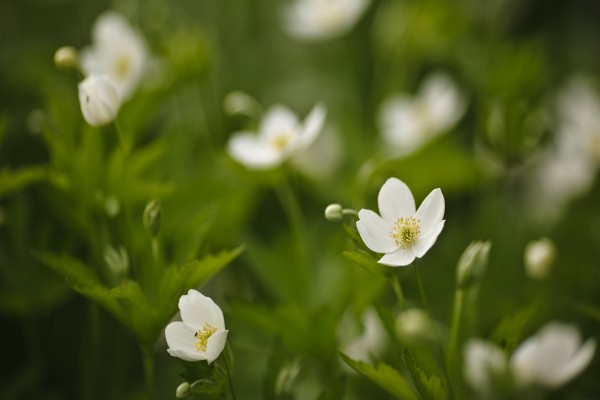 Flores blancas en el campo (62451)