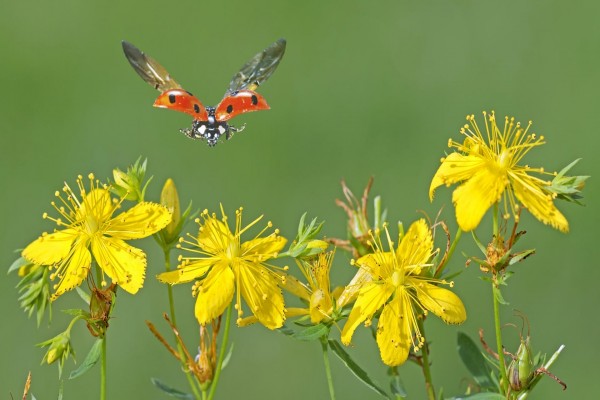 Mariquita volando sobre unas flores amarillas