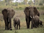 Una gran familia de elefantes