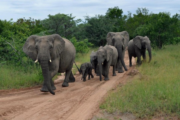 Familia de elefantes recorriendo la selva por un camino
