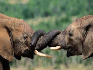 Dos elefantes entrecruzando sus trompas