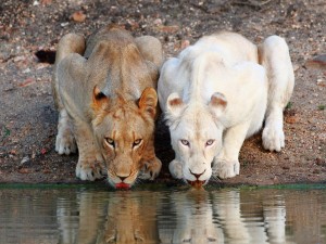 Dos leonas tomando agua en el río