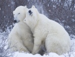 Romance entre dos osos polares