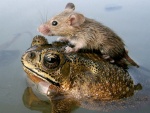 Ratón sobre una rana