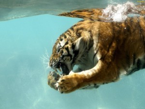 Tigre bajo el agua