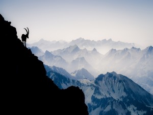 Silueta de una cabra en las montañas