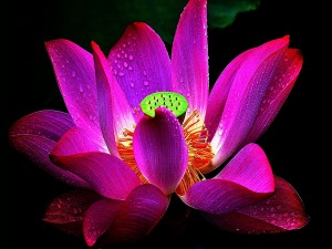 Flor de loto sagrado de color fucsia con gotitas de agua