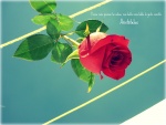 Frase de Aristóteles junto a una rosa
