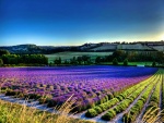 Hermoso campo con flores lila