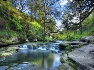 Postal: Árboles junto al cauce de un río