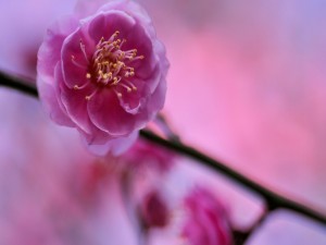 Flor rosa en una rama