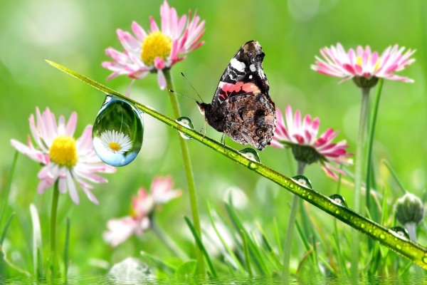 Mariposa sobre una brizna de hierba