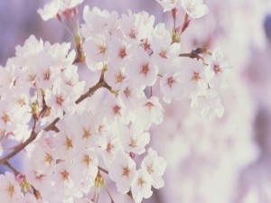 Postal: Rama con flores blancas